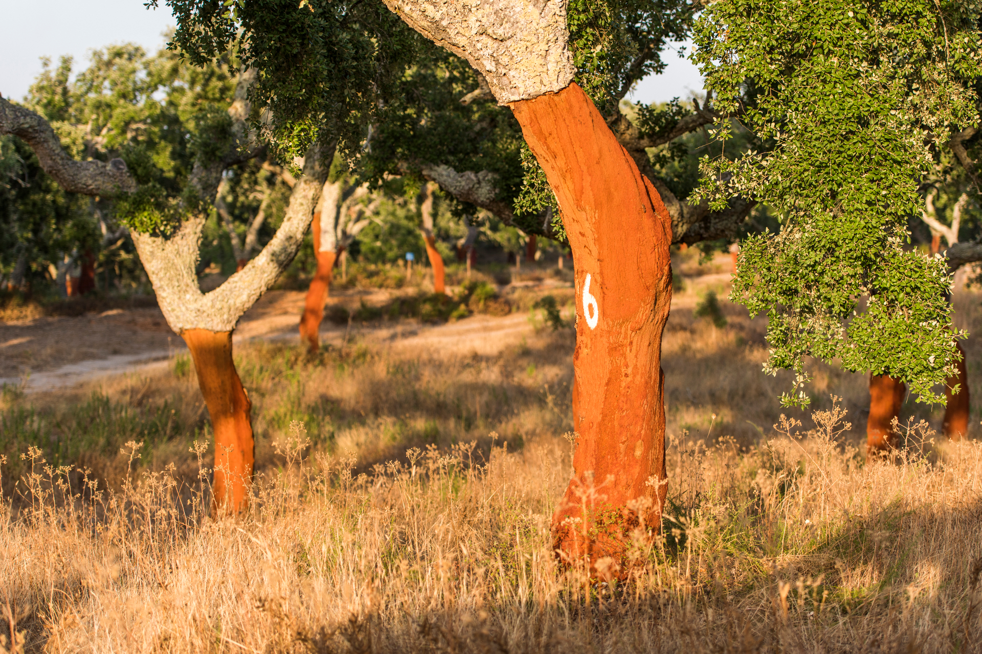 Stripped cork oak in a Portuguese montado forest